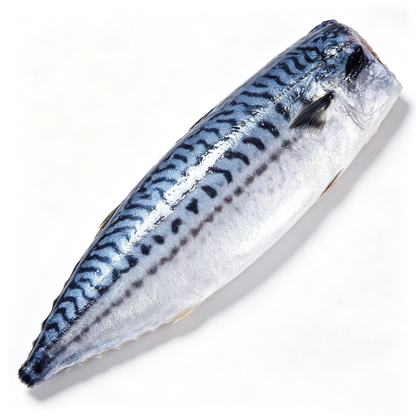 Mackerel Fish